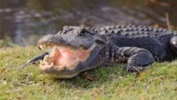 Jacksonville drug bust