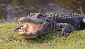 Jacksonville drug bust