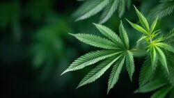 cannabis hyperemesis syndrome