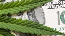 Mississippi marijuana bust