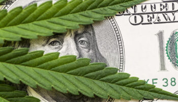 Mississippi marijuana bust