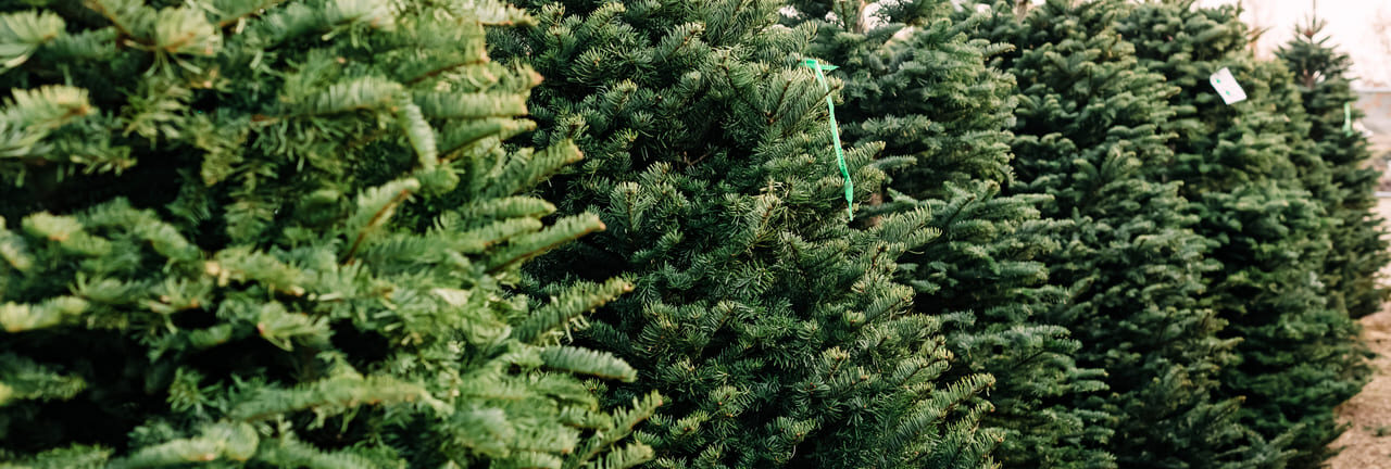 Montana Nonprofit Selling Christmas Trees to Fund Addiction Recovery