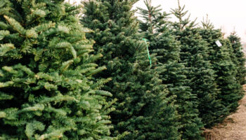 Montana addiction recovery